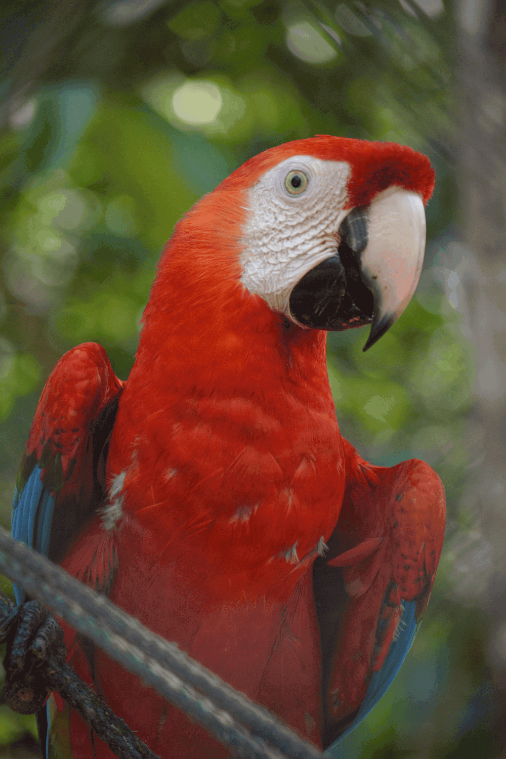a parrot in the costa rica rainforest