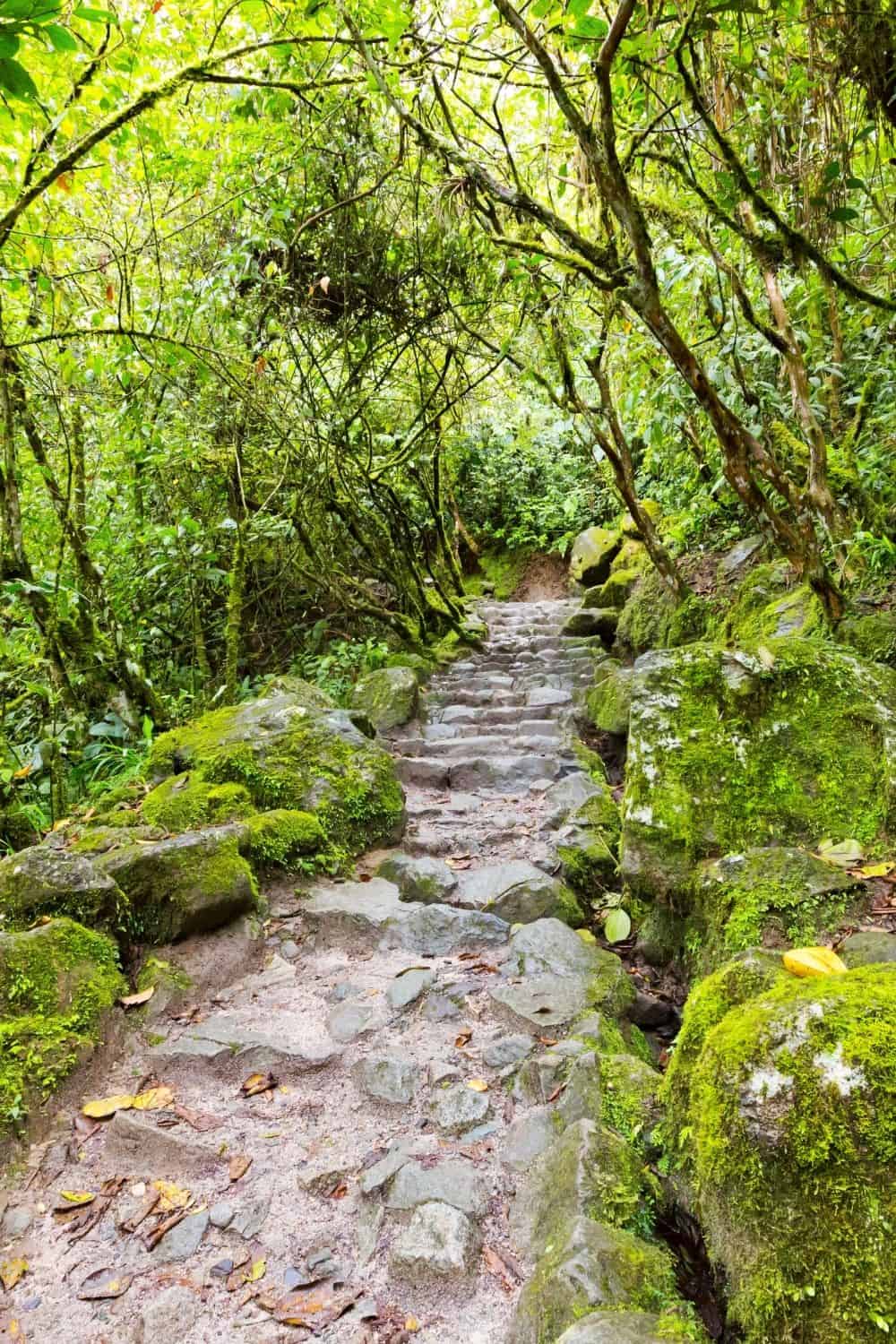 a stone walkway in a forest resorts